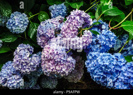 Blue Bigleaf hydrangea, Hydrangea macrophylla, Hortensia Stock Photo