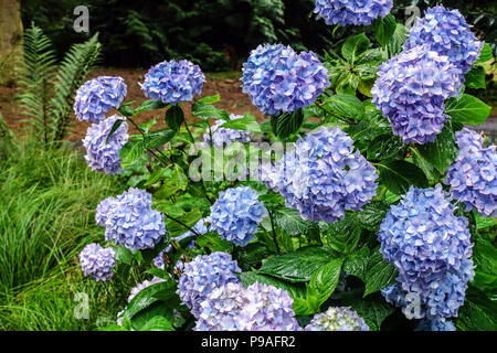 Blue Bigleaf hydrangea, Hydrangea macrophylla, Hortensia Stock Photo
