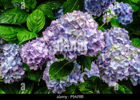 Blue Bigleaf hydrangea, Hydrangea macrophylla, Hortensia Stock Photo