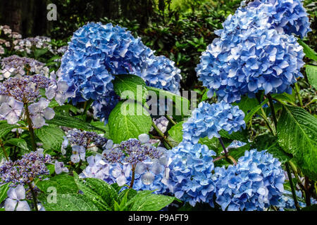 Blue Bigleaf hydrangea, Hydrangea macrophylla, Hortensia Stock Photo