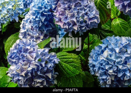 Blue Bigleaf hydrangea, Hydrangea macrophylla, Hortensia Stock Photo