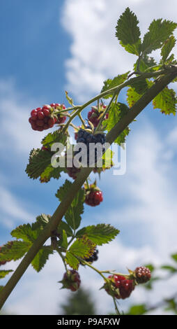 ripen blackberries on the bush Stock Photo
