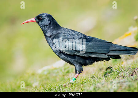 Cornish Chough Stock Photo