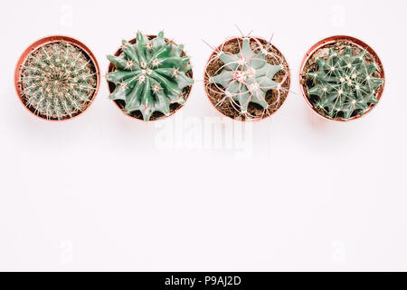 Four pots with cactuses stand in a row on a white wooden background Stock Photo