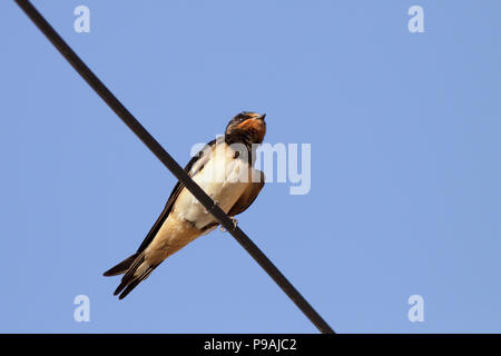 Common swallow perched on a wire against blue sky Stock Photo