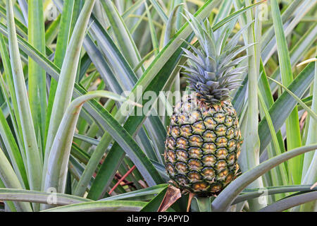 Pineapple on the bush, Oahu, Hawaii Stock Photo
