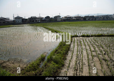 Okayama, Japan. 17th July 2018. Rices fields damaged by flooding in Mabicho, Kurashiki, Okayama Prefecture, Japan. More than 200 people died in floods and landslides caused by torrential rains more than a week ago. On Sunday, the government announced the weather event would be designated an extremely severe disaster, freeing up recovery funds for the affected areas. Cleanup and recovery efforts have been hampered by extreme heat. Credit: Aflo Co. Ltd./Alamy Live News Stock Photo