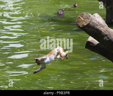 Nanjing, China's Jiangsu Province. 17th Aug, 2014. Mitaela Bat of Rep ...