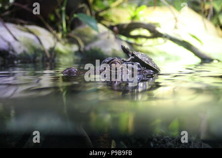 Submerged caiman with head sticking out of the water with a turtle sitting on its head Stock Photo