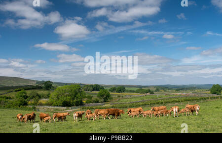 Herd of Limousin beef cattle with calves grazing on upland pasture in the Forest of Bowland, Lancashire, UK. Stock Photo