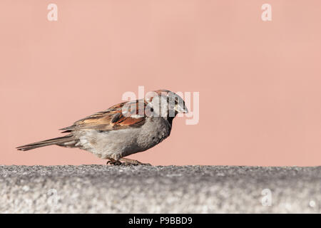 little sparrow sitting on metal fence Stock Photo