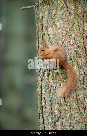 Red Squirrel Stock Photo