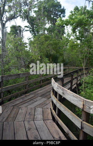 Wooden walkway cutting through the swamp in Barataria Preserve. Stock Photo