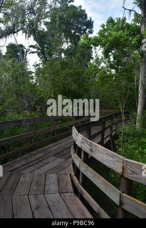 New Orleans bayou with a wooden pathway going through the swamp. Stock Photo