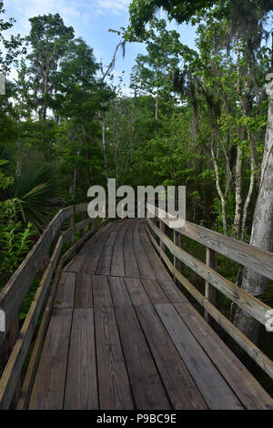 Bayou with an elevated wooden walkway going through the bayou. Stock Photo