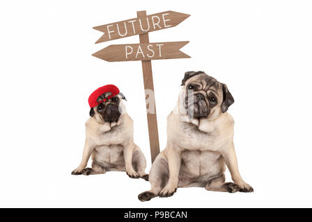 pug puppy dog and aged animal sitting next to signpost with text past and future, isolated on white background Stock Photo