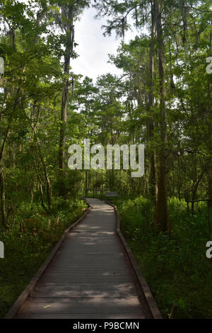 Beautiful wooden path through Barataria preserve in the swamp. Stock Photo