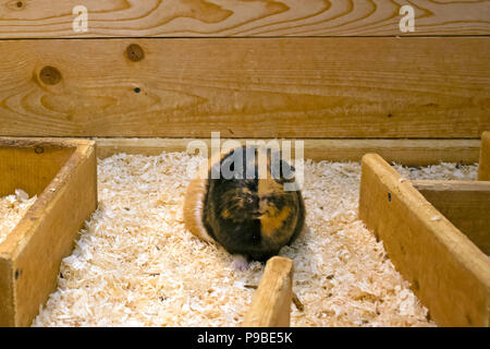 Funny cute tortoiseshell guinea pig sitting on the sawdust in a large wooden toy labyrinth Stock Photo