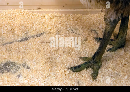 Powerful legs of australian emu standing on the sawdust in a wooden cage Stock Photo