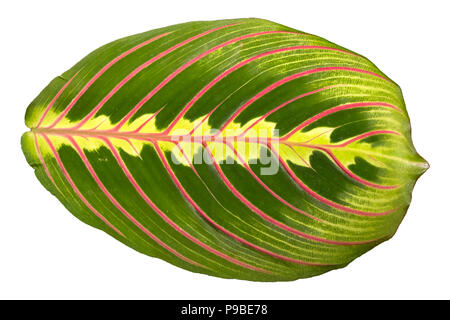 Beautiful leaf of houseplant Maranta Tricolor closeup isolated on white background Stock Photo
