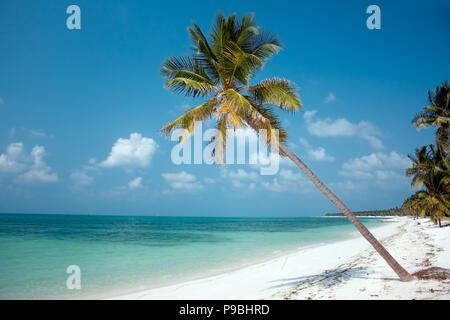 Island Paradise - Palm trees hanging over a sandy white beach with stunning turquoise waters Stock Photo
