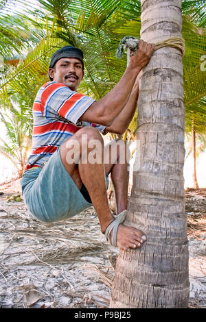 Man Climbing A Coconut Tree Kerala South India India Stock Photo Alamy