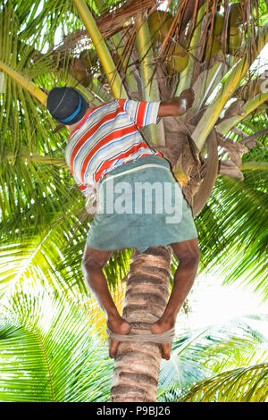 Strong deft man clumbingl on coconut tree at Agatti island, India Stock Photo