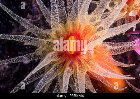 Orange cup coral (Tubastraea coccinea) , -15. Owase, Mie, Japan Stock Photo