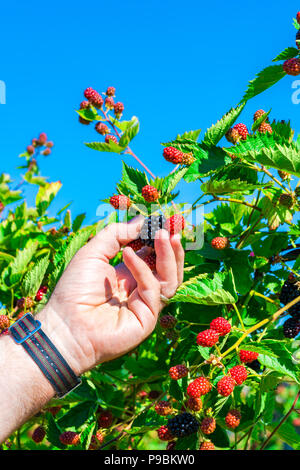 Closeup of a hand picking up a blackberriy from a bush - selective focus Stock Photo