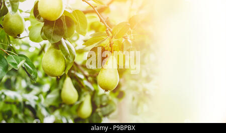 Pear tree branch full of fruits, on sunset; with copy space