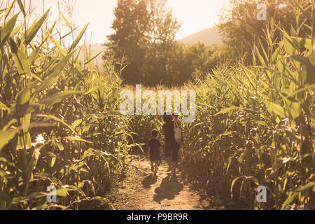 Family Walking In A Cornfield Stock Photo