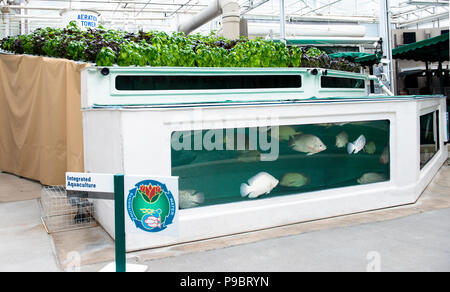 Integrated multi-trophic Aquaculture exhibit and experiment in Epcot Center's The Land. Stock Photo