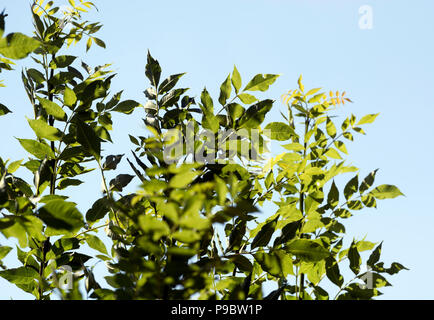 Ash tree leaves (Fraxinus excelsior). Stock Photo