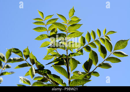 Ash tree leaves (Fraxinus excelsior). Stock Photo