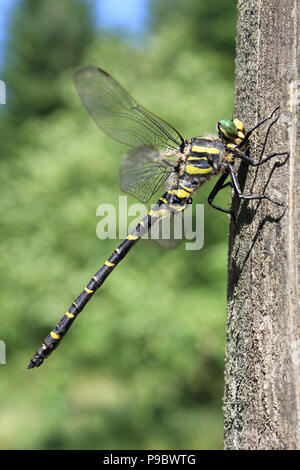 Golden Ringed Dragonfly Cordulegaster boltonii Stock Photo