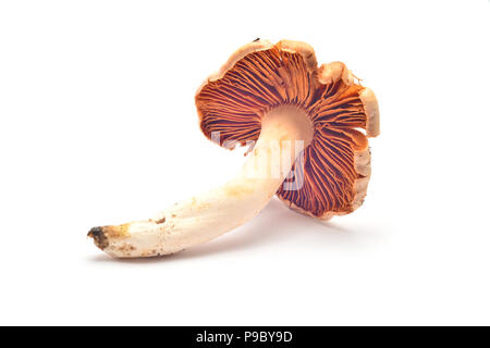 cortinarius mushroom isolated on white Stock Photo