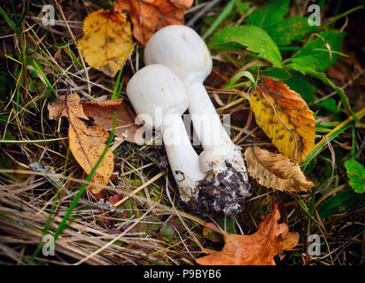 Fresh Agaricus mushrooms (Agaricus arvensis), is edible, on the grass with autumn leaves. Stock Photo