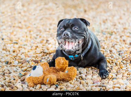 Staffy teddy hot sale bear