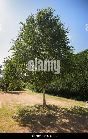 Betula utilis jacquemontii Silver Shadow in full leaf in summer in an English garden in UK Stock Photo