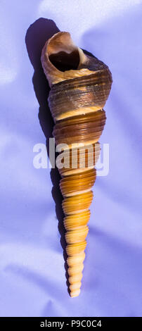 A very large Turret Shell from Masirah Island, Oman, Indian Ocean - displayed on a cobalt blue background Stock Photo