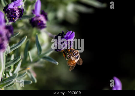 a hungry honey bee visits budding rosemary flowers in Yamashita park in Yokohama in late spring. Stock Photo