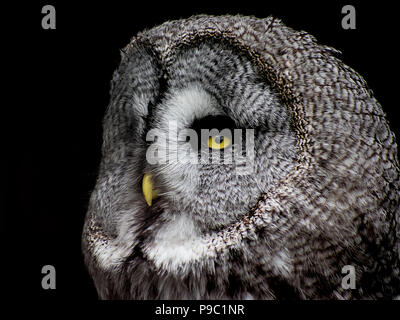 The Majestic Great Gray Owl Stock Photo