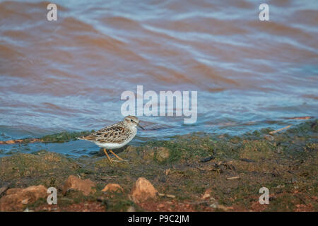 Least Sandpiper (Calidris minutilla) on a lake shore Stock Photo