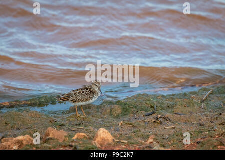 Least Sandpiper (Calidris minutilla) on a lake shore Stock Photo