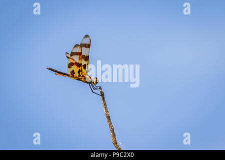 Halloween Pennant (Celithemis eponina) dragonfly perched on a slender branch. Stock Photo