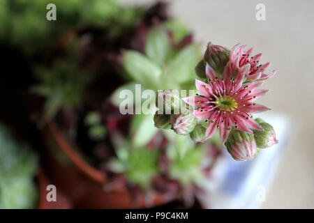 Sempervivum succulent flower Stock Photo