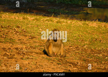 Chacma Baboon, Papio ursinus. Mana Pools National Park. Zimbabwe Stock Photo