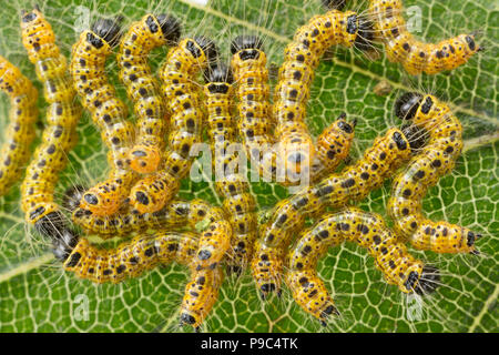 Young Buff-tip moth caterpillars, Phalera bucephala, about 7mm long found feeding on beech tree leaves. The caterpillars can defoliate trees when pres Stock Photo