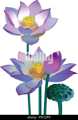 Vector realistic illustration of lotus flowers and buds isolated on white background.. Stock Vector