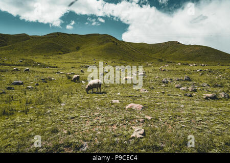 Street in steppe with many sheep and Tian Shan mountains in background, Kazakhstan Central Asia Stock Photo